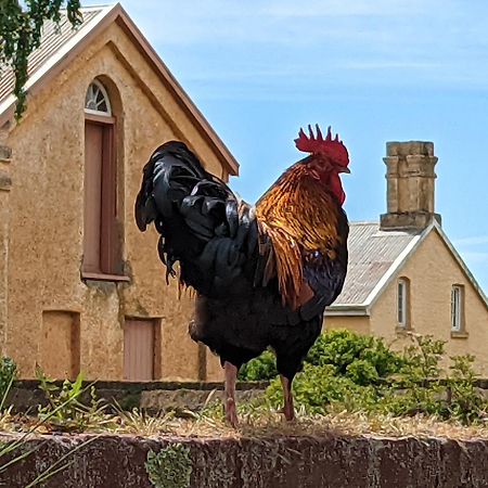 Woolmers Estate Longford المظهر الخارجي الصورة
