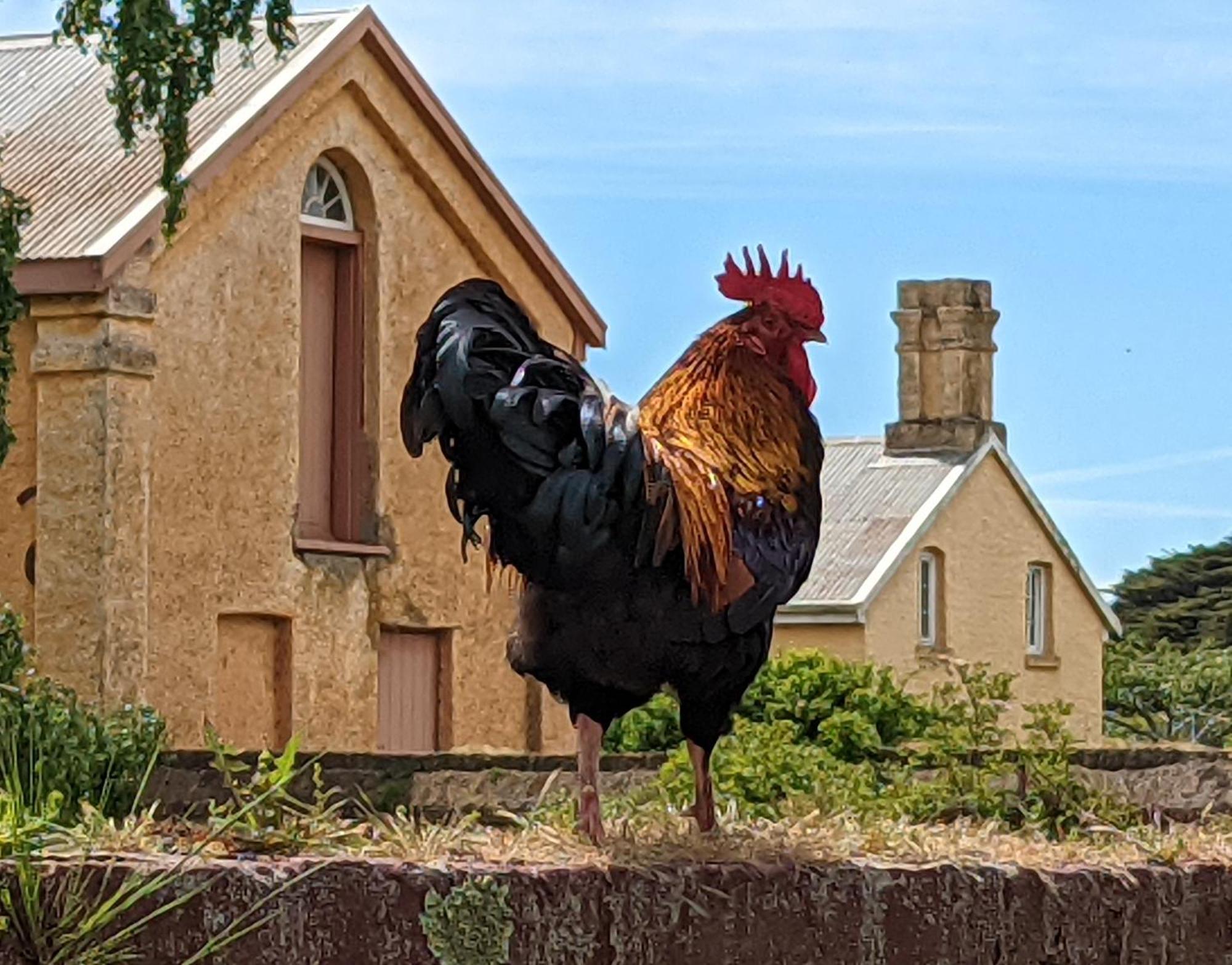 Woolmers Estate Longford المظهر الخارجي الصورة